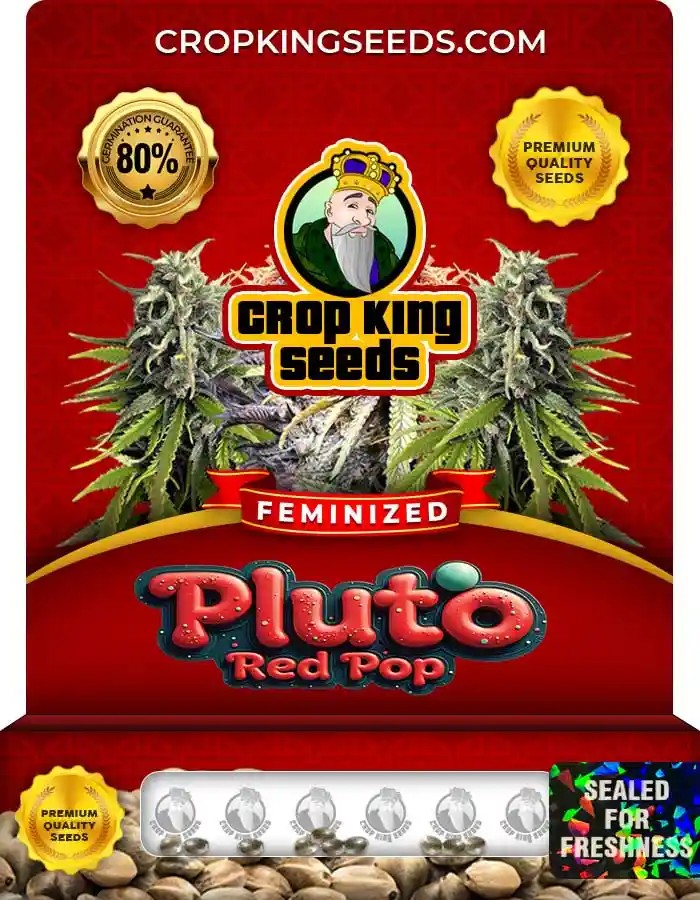 Pluto Red Pop Feminized Seeds