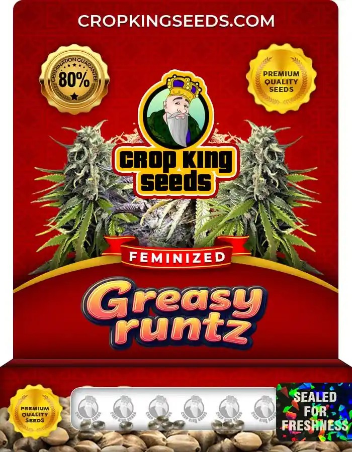 Greasy Runtz Strain Feminized Marijuana Seeds