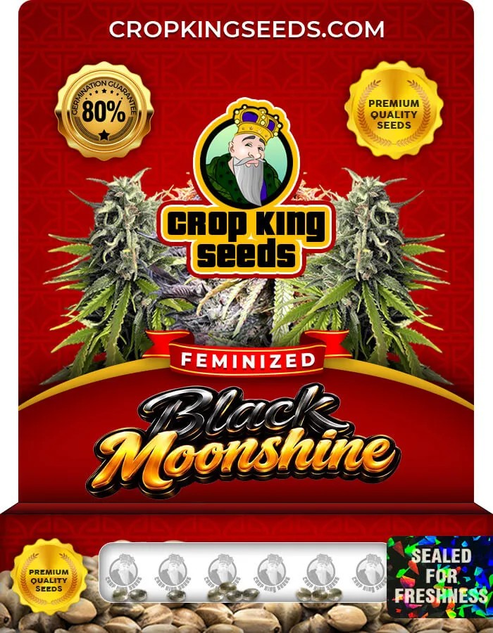 Black Moonshine Strain Feminized Seeds