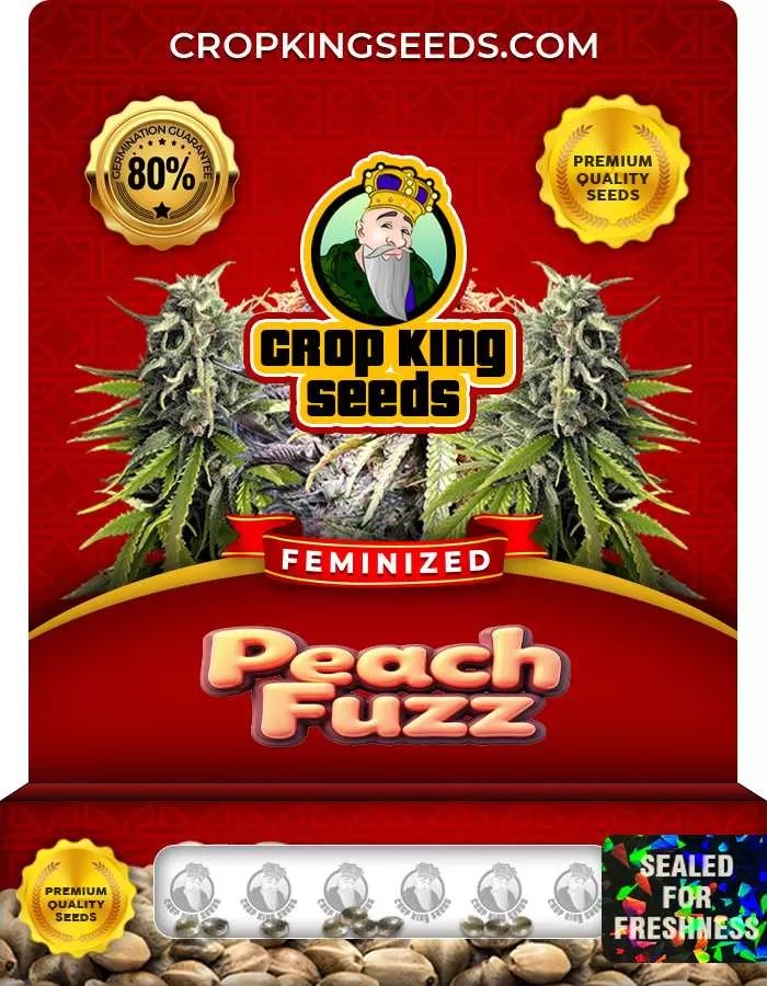 Peach Fuzz Strain Feminized Marijuana Seeds