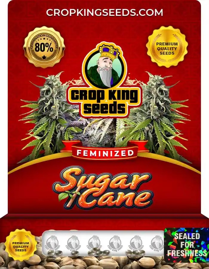 Sugar Cane Strain Feminized Marijuana Seeds