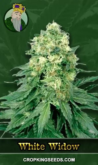 White Widow Strain Regular Marijuana Seeds