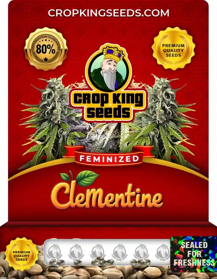 Clementine Strain Feminized Seeds