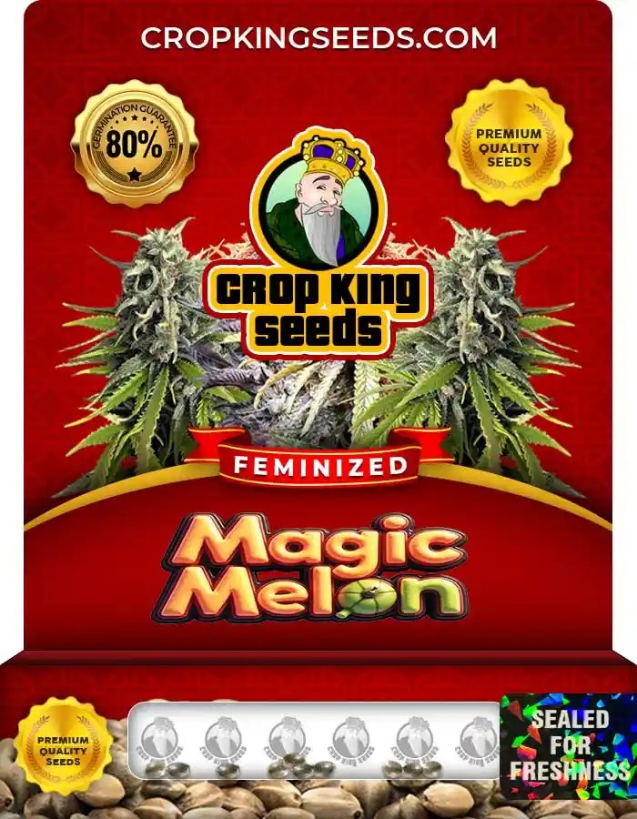 Magic Melon Strain Feminized Marijuana Seeds