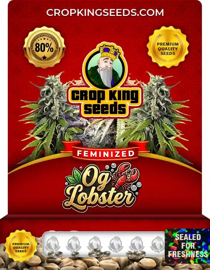 Og Lobster Strain Feminized Seeds