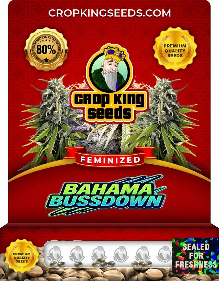 Bahama Bussdown Strain Feminized Seeds