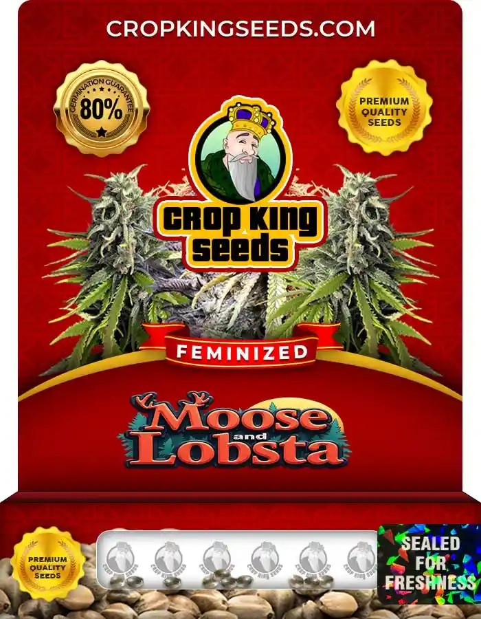 Moose and Lobsta Feminized Seeds