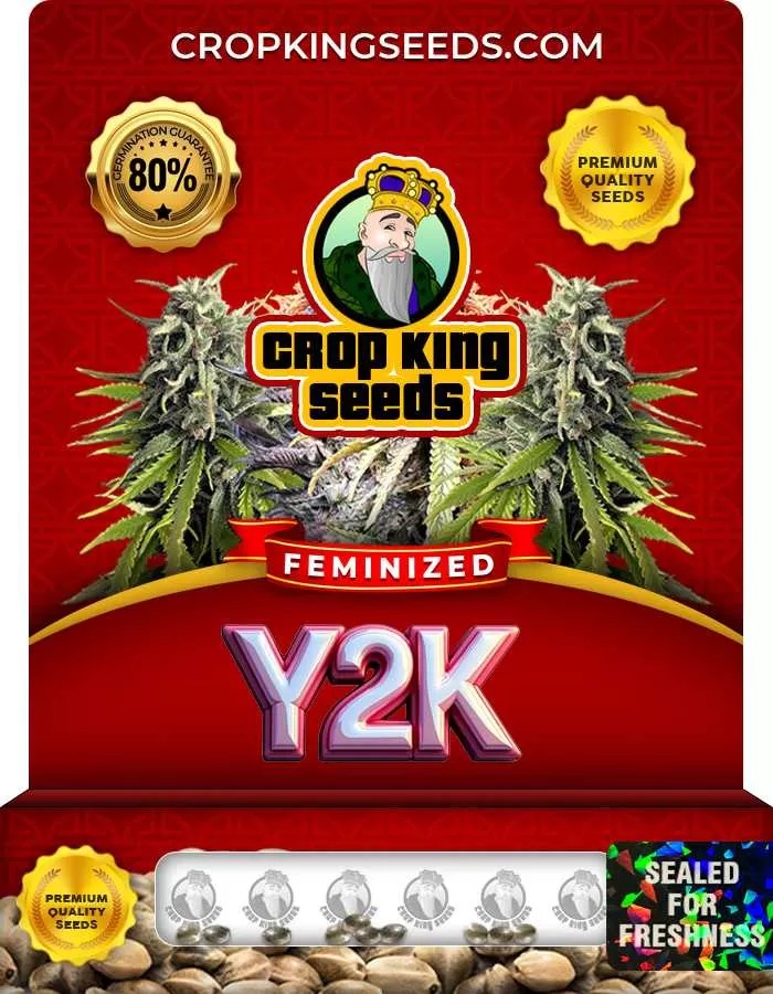 Y2K Strain Feminized Marijuana Seeds