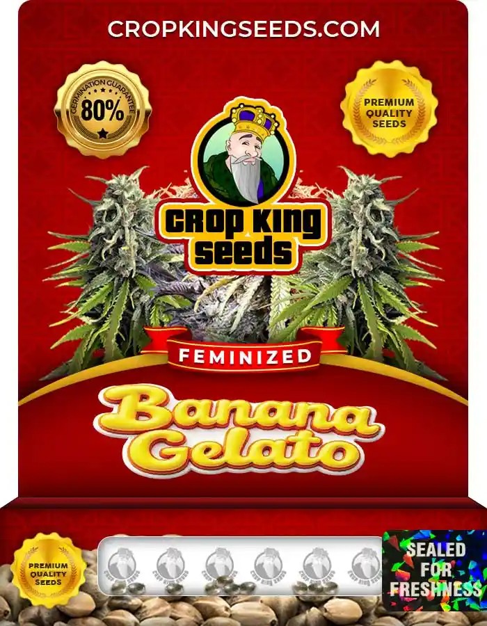 Banana Gelato Strain Feminized Seeds