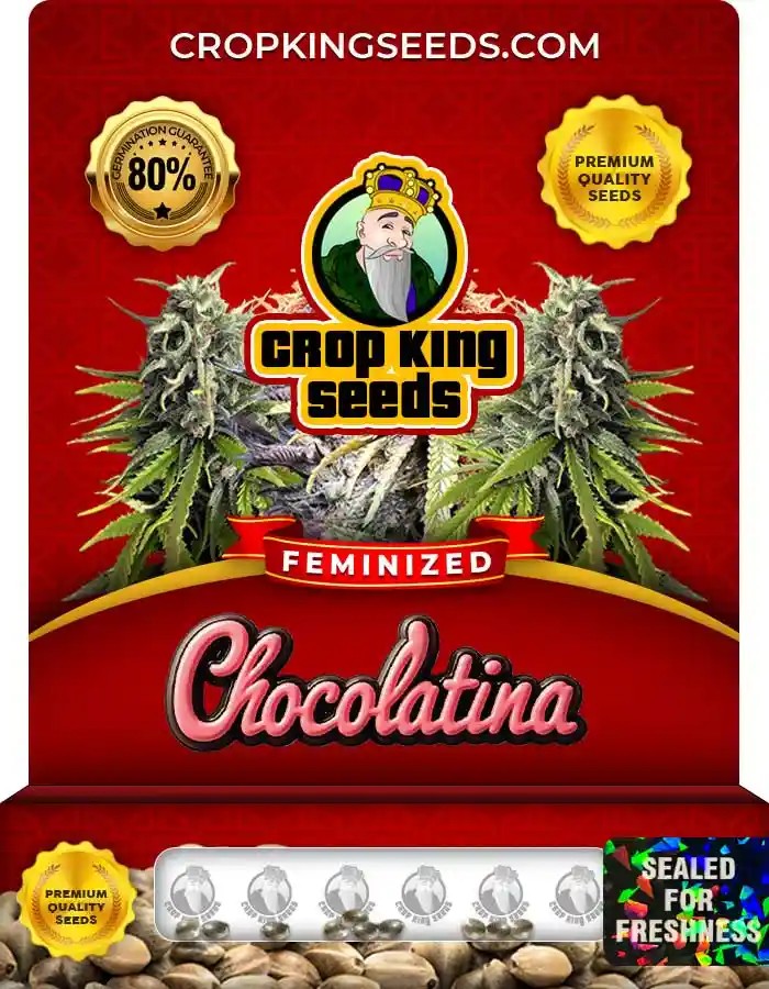 Chocolatina Strain Feminized Marijuana Seeds