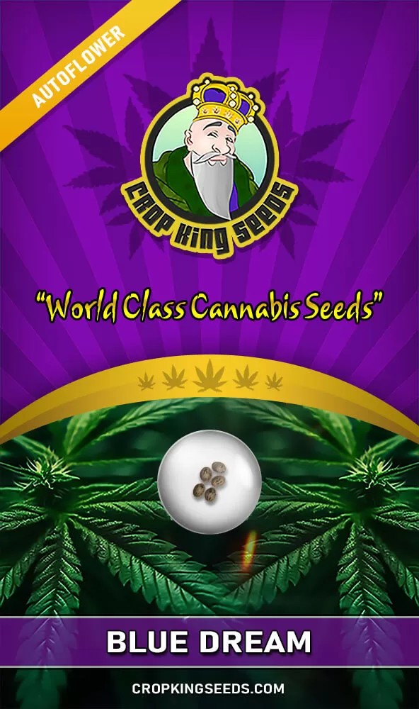 Blue Dream Strain Autoflower Seeds