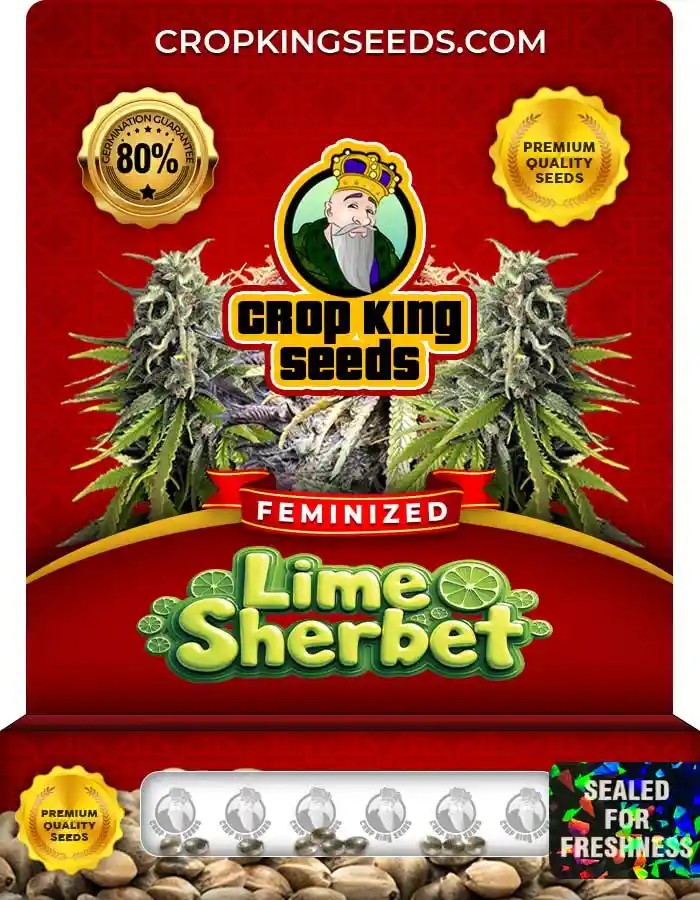 Lime Sherbet Strain Feminized Marijuana Seeds