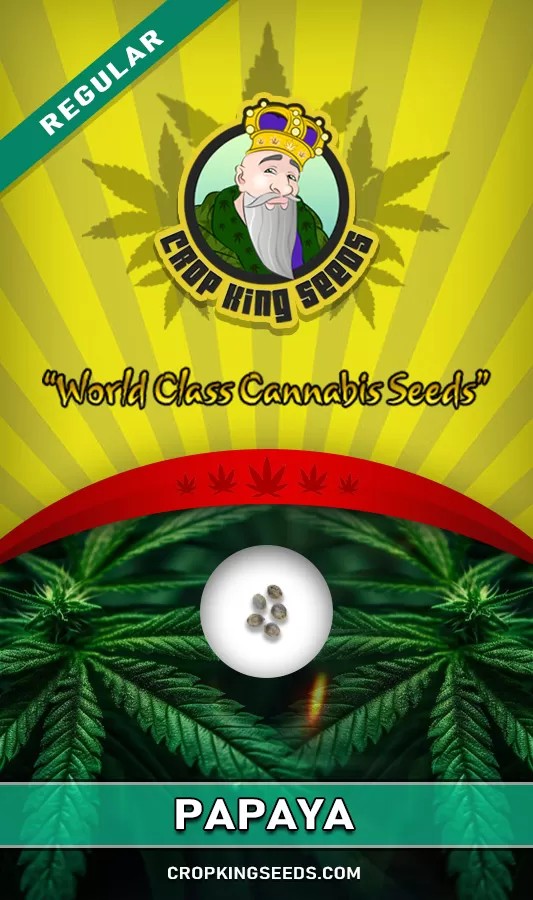 Papaya Strain Regular Marijuana Seeds