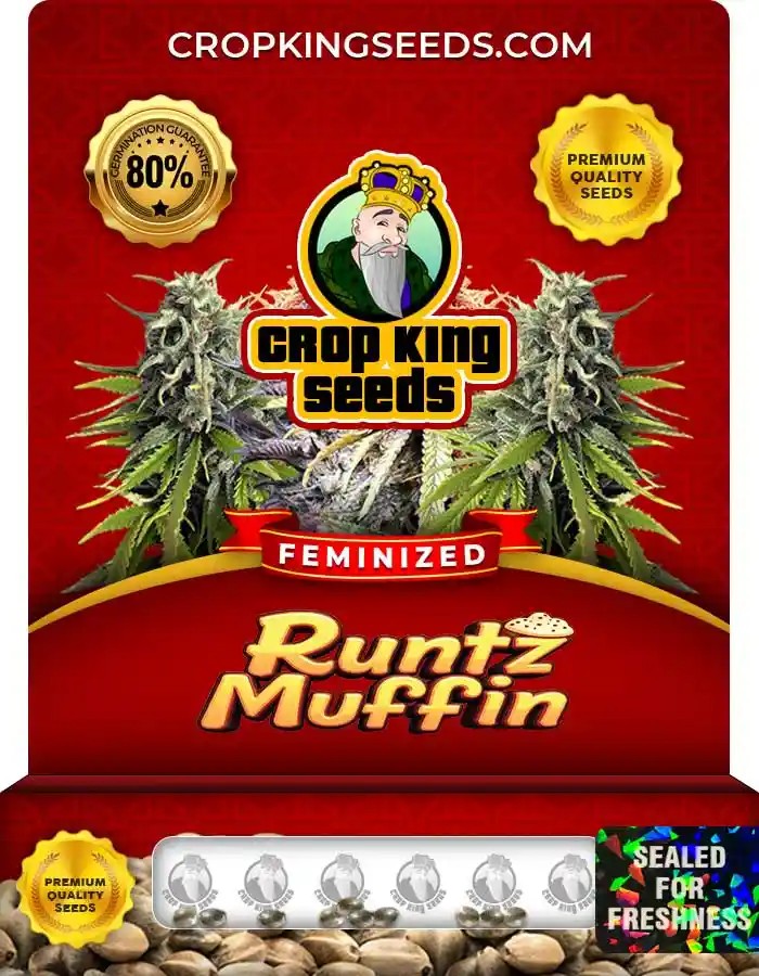 Runtz Muffin Strain Feminized Marijuana Seeds