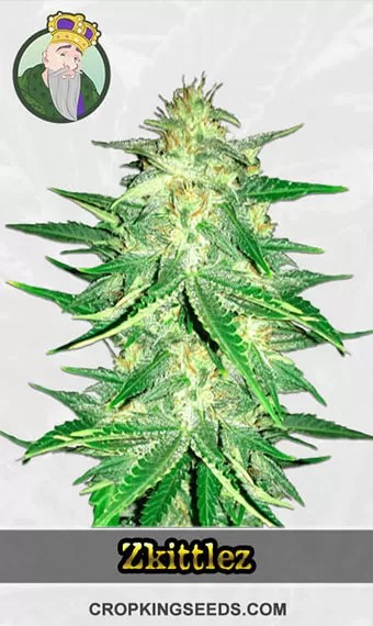 CBD Zkittlez Strain (1:1) Marijuana Seeds