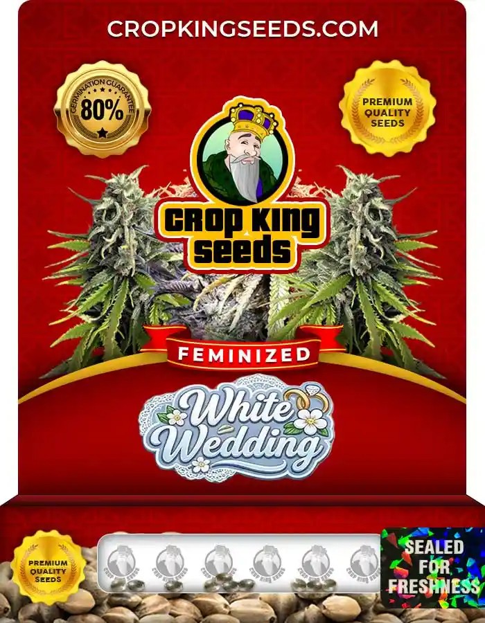 White Wedding Strain Feminized Marijuana Seeds