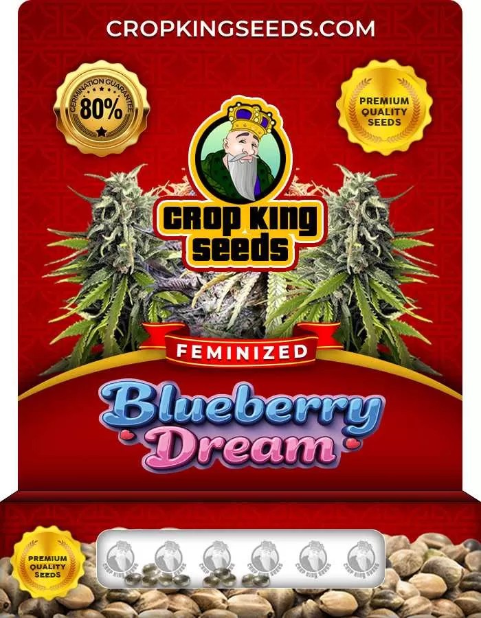 Blueberry Dream Strain Feminized Marijuana Seeds