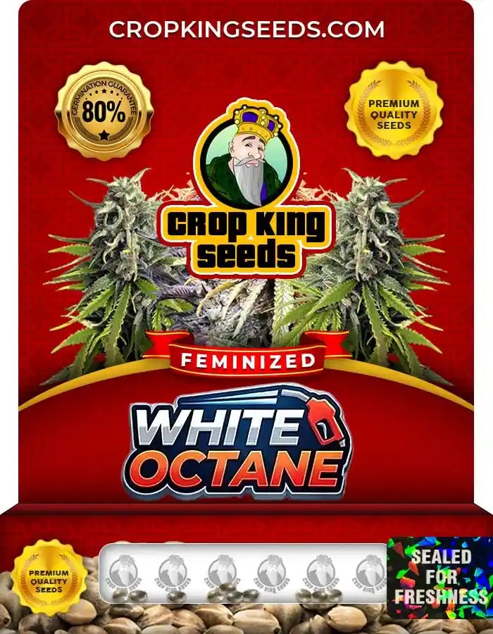 White Octane Strain Feminized Seeds
