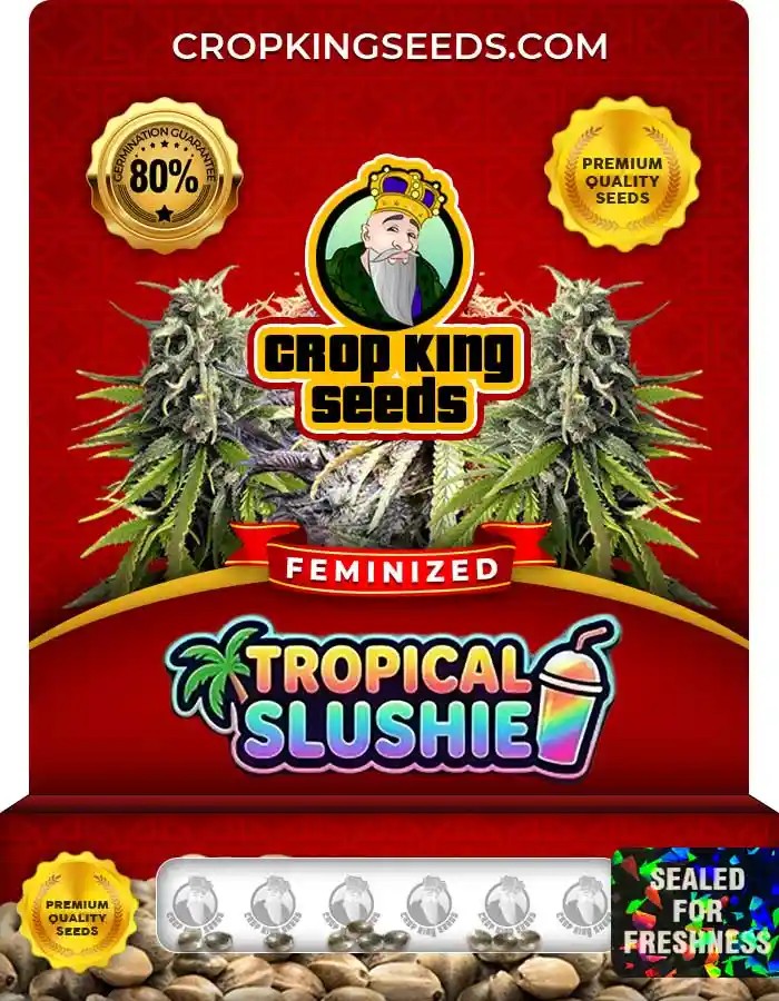 Tropical Slushie Strain Feminized Marijuana Seeds