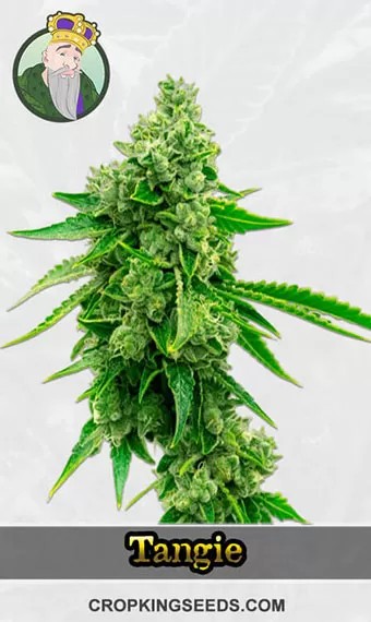 CBD Tangie Strain (1:15) Marijuana Seeds