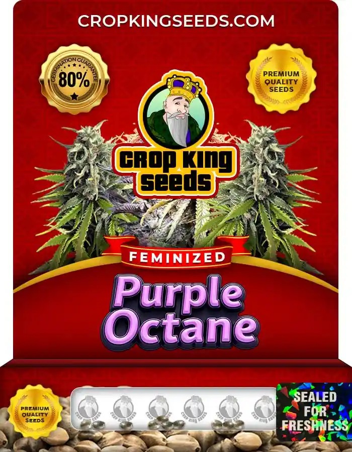 Purple Octane Strain Feminized Marijuana Seeds