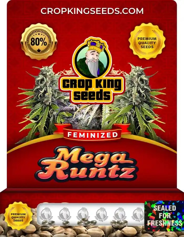 Mega Runtz Strain Feminized Marijuana Seeds