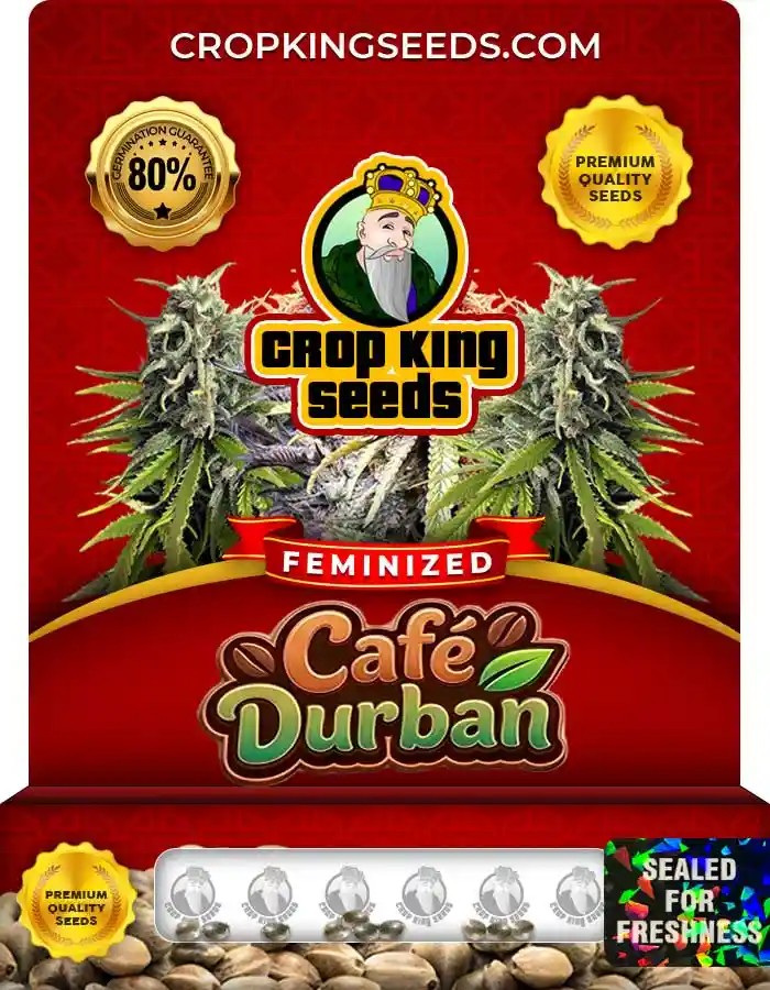 Cafe Durban Strain Feminized Seeds
