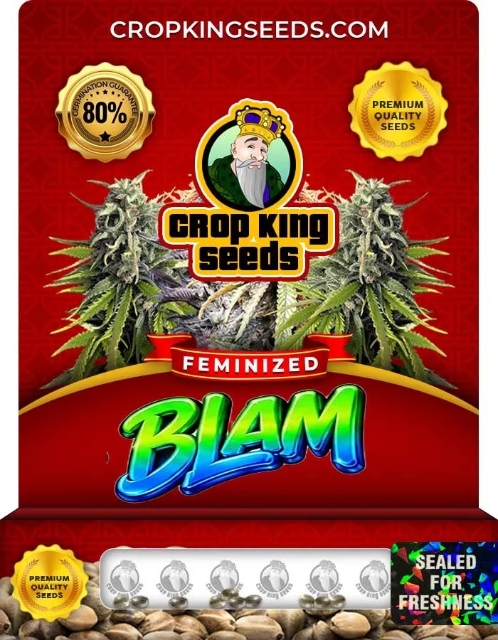 Blam Strain Feminized Seeds
