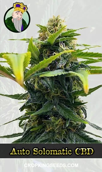 Auto Solomatic CBD Strain (1:20) Marijuana Seeds