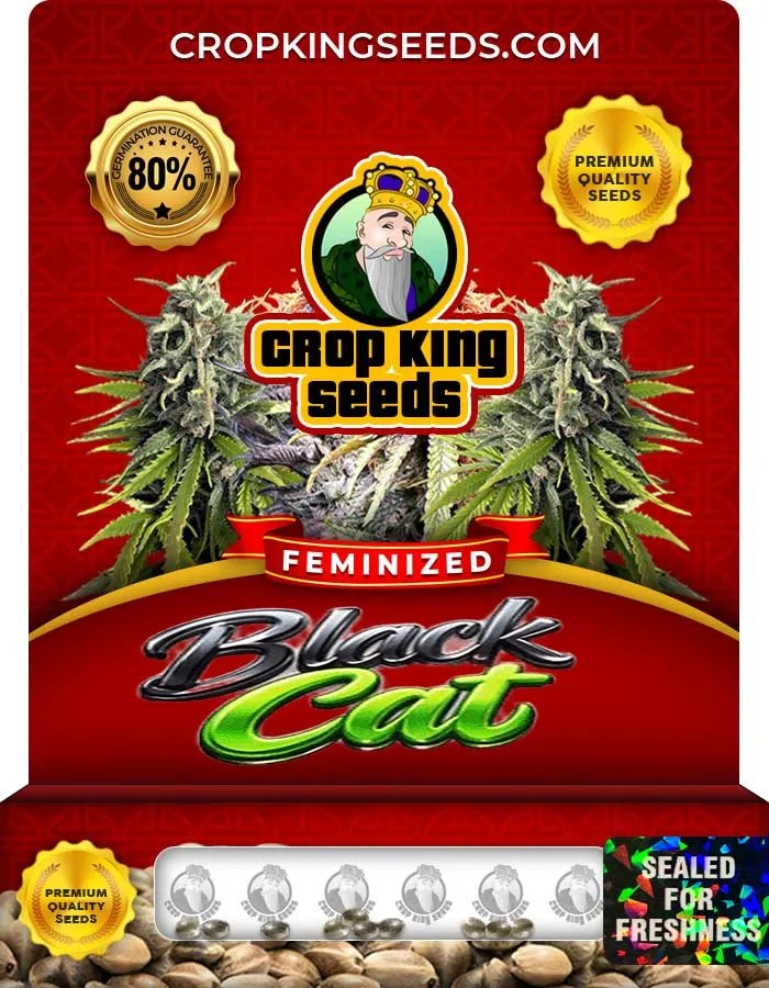 Black Cat Strain Feminized Seeds