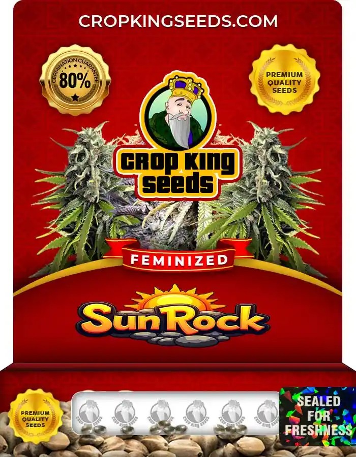 Sun Rock Strain Feminized Marijuana Seeds