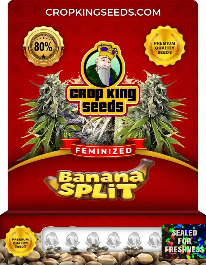 Banana Split Strain Feminized Marijuana Seeds