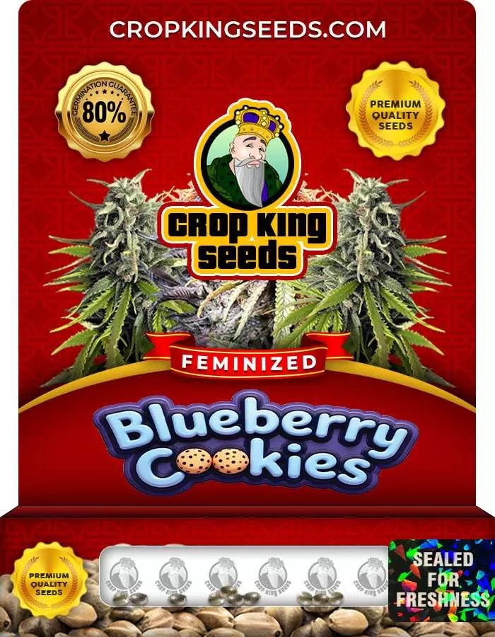 Blueberry Cookies Strain Feminized Marijuana Seeds