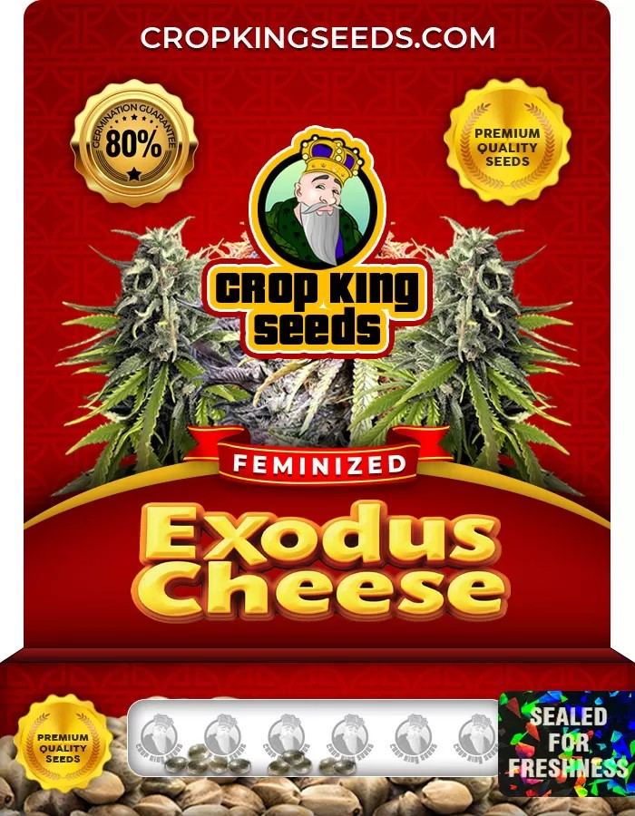 Exodus Cheese Feminized Marijuana Seeds