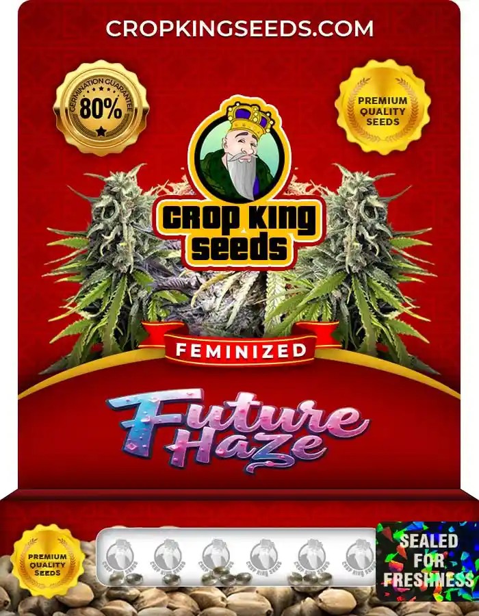 Future Haze Feminized Seeds