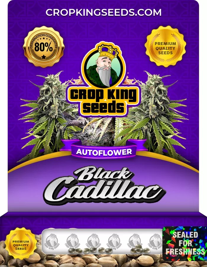 Black Cadillac Autoflowering Marijuana Seeds
