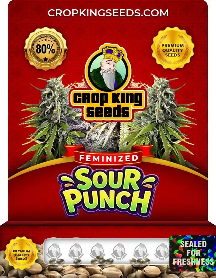 Sour Punch Strain Feminized Marijuana Seeds