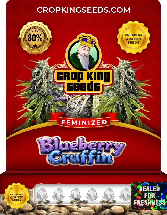 Blueberry Cruffin Strain Feminized Marijuana Seeds