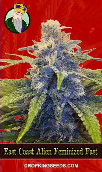 East Coast Alien Strain Feminized Fast Version Marijuana Seeds