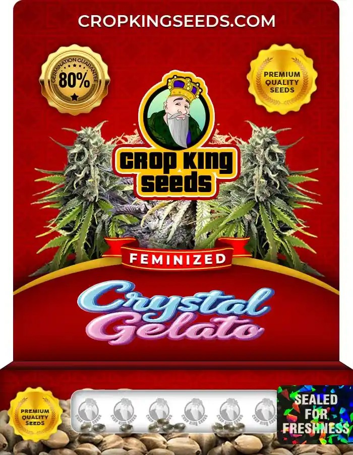 Crystal Gelato Strain Feminized Marijuana Seeds