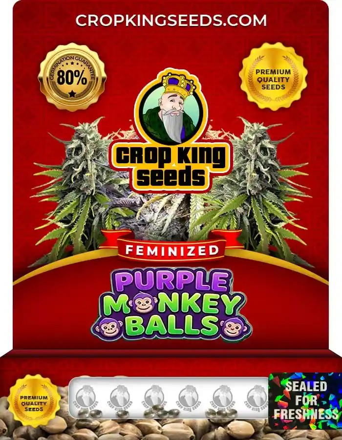 Purple Monkey Balls Strain Feminized Marijuana Seeds