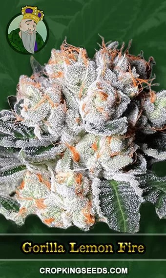 Gorilla Lemon Fire Strain Regular Marijuana Seeds