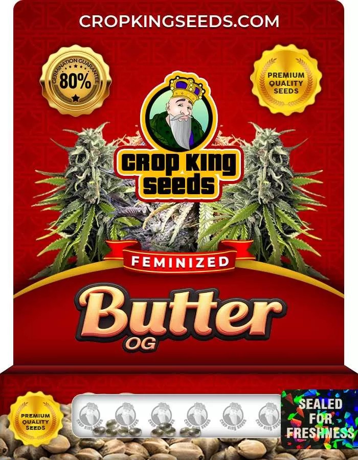 Butter OG Strain Feminized Seeds