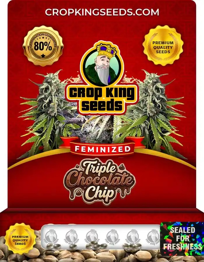 Triple Chocolate Chip Strain Feminized Marijuana Seeds