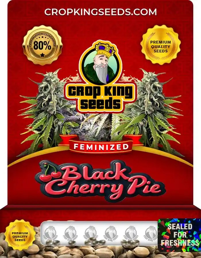 Black Cherry Pie Strain Feminized Marijuana Seeds