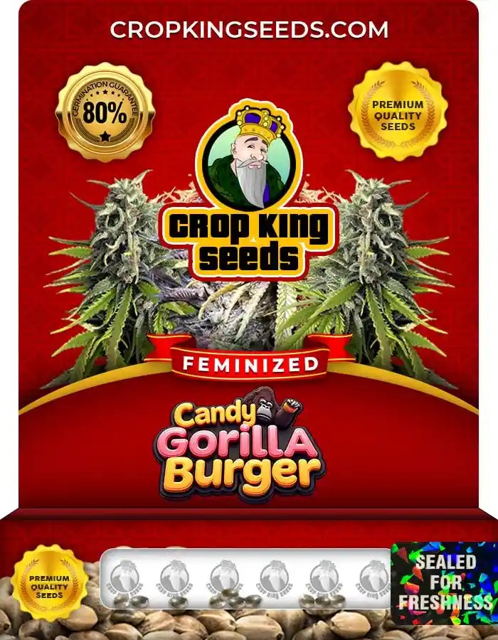 Candy Gorilla Burger Strain Feminized Seeds