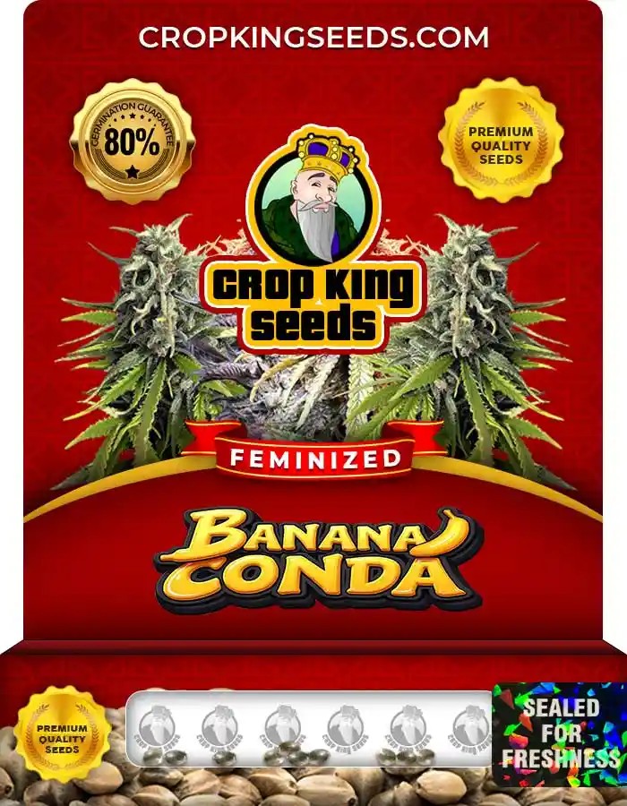 Bananaconda Strain Feminized Marijuana Seeds
