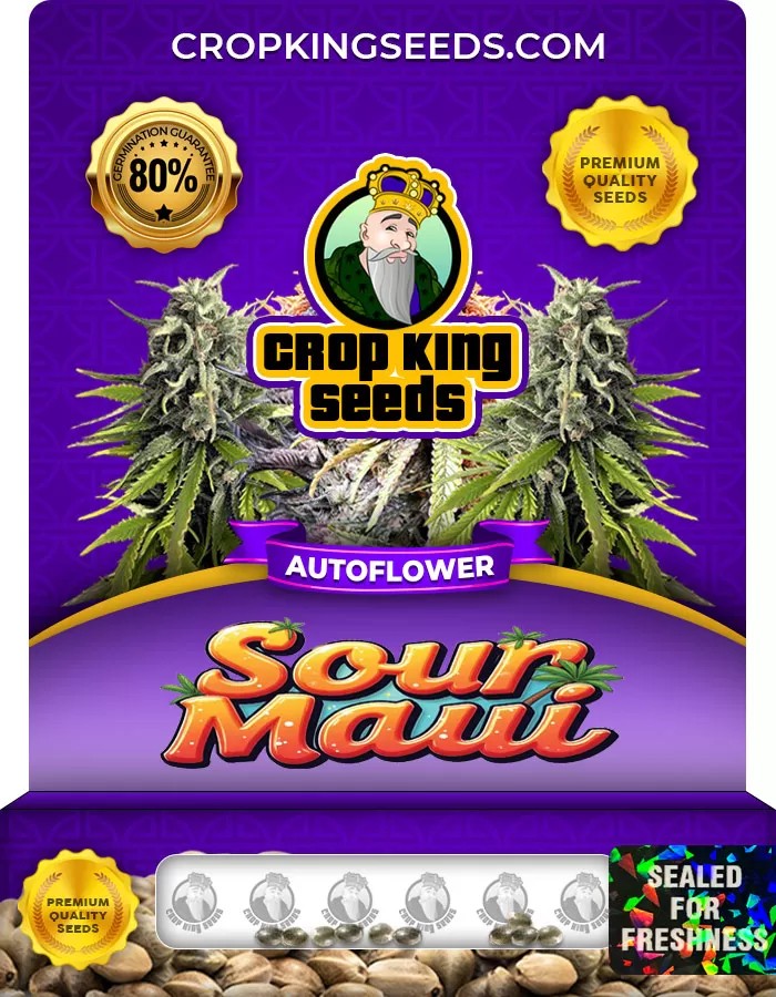 Sour Maui Autoflower Marijuana Seeds