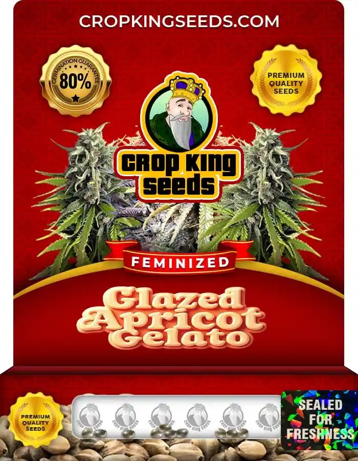 Glazed Apricot Gelato Strain Feminized Marijuana Seeds
