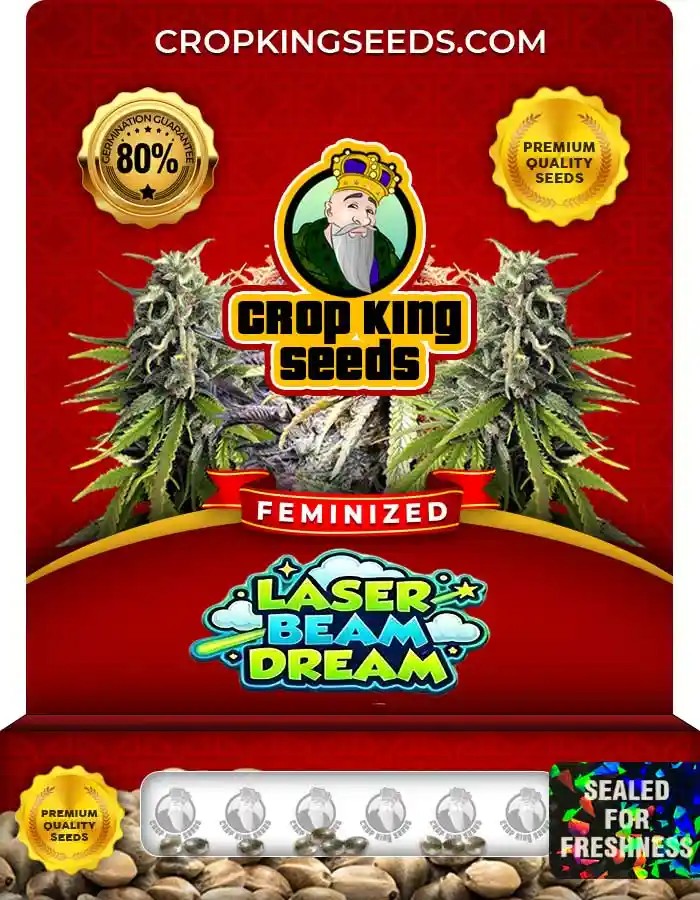 Laser Beam Dream Strain Feminized Seeds